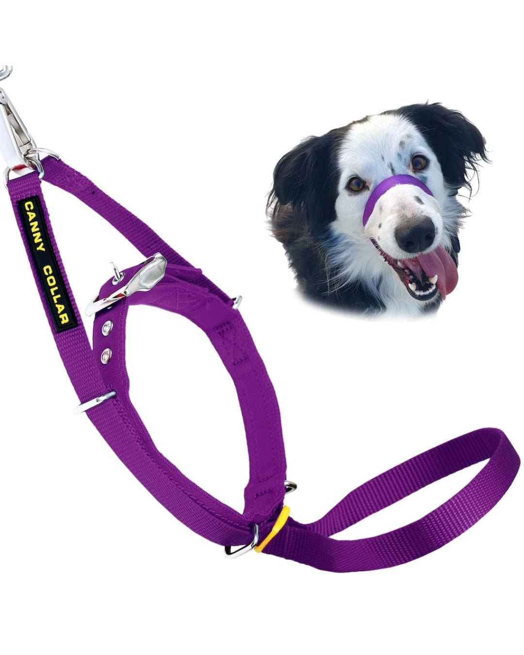 Purple Canny Collar on Border Collie with tongue out